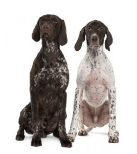 GermanShortHairPointer2of2