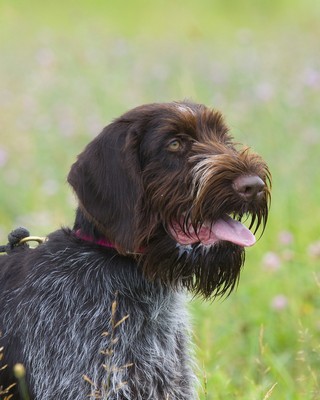 GermanWireHairPointer1of2