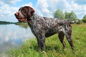 GermanWireHairPointer2of2