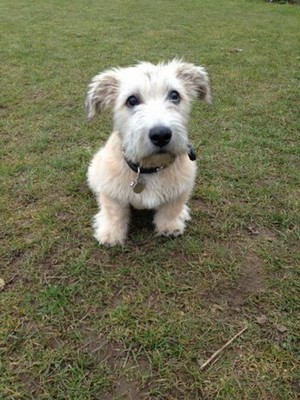 GlenofImaalTerrier1of2