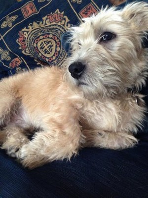 GlenofImaalTerrier2of2