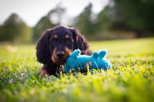 GordonSetter1of2