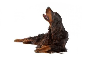 GordonSetter2of2