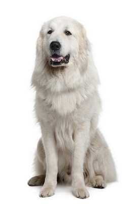 GreatPyrenees1of2