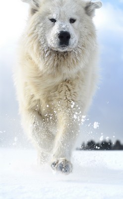 GreatPyrenees2of2