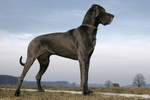 Great_Dane1of2