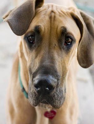 Great_Dane2of2