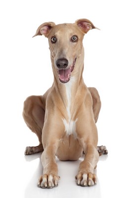 Greyhound1of2