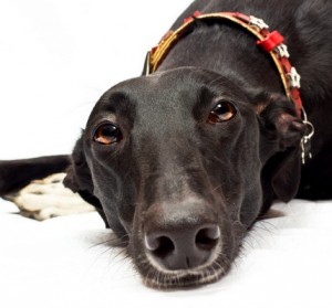 Greyhound2of2