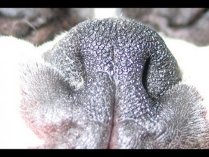 Narrow nostril openings make breathing air in more challenging.
