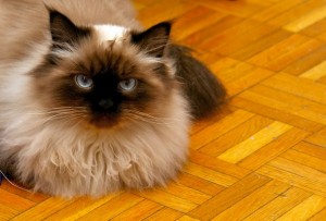 Himalayan1of2