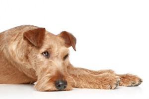 IrishTerrier1of2