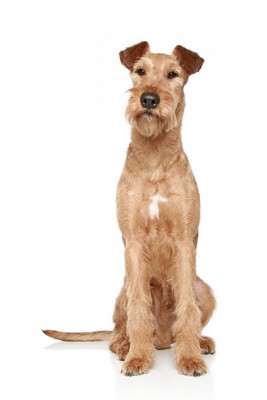 IrishTerrier2of2