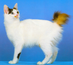 Japanese Bobtail Longhair