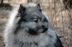 Keeshond1of2