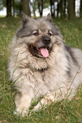Keeshond2of2