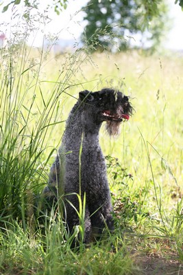 KerryBlueTerrier1of2
