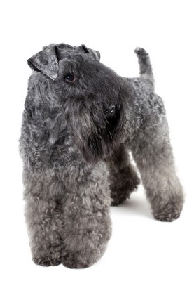 KerryBlueTerrier2of2