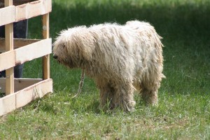 Komondor1of2