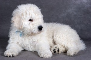 Komondor2of2