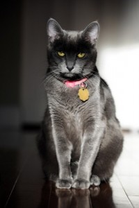 Korat1