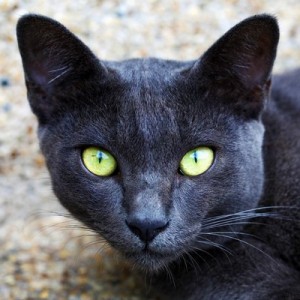 Korat2