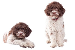 Lagotto2of2