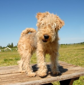 LakelandTerrier1of2