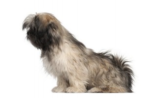 LhasaApso2of2