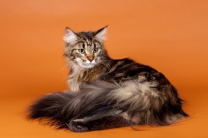 MaineCoon1of2