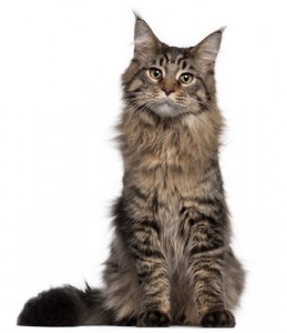MaineCoon2of2