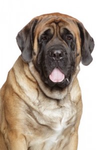 Mastiff2of2