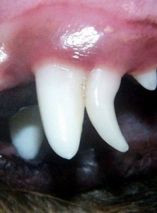 This photo shows a puppy with a retained upper canine tooth. Note how the adult tooth has erupted in front of the puppy tooth.