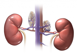 The adrenal glands are situated along the vena cava (the large vein in the abdominal cavity) near each kidney. These small glands release many important hormones in the body.
