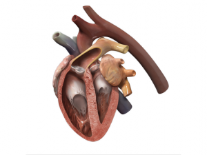 heartNormalInsides