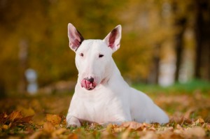 MiniBullTerrierWhite1of2