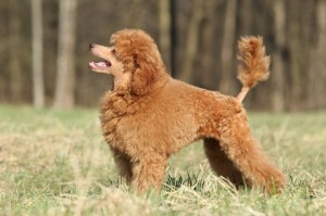 MiniaturePoodle2of2