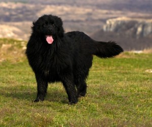 Newfoundland2of2
