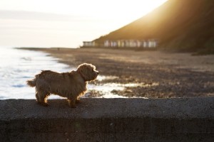 NorfolkTerrier1of2