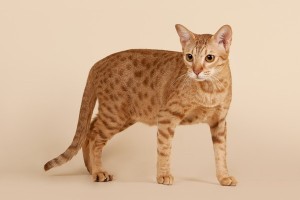 Ocicat1
