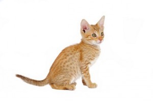Ocicat2
