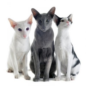 OrientalShorthair3