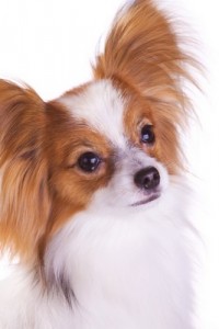 Papillon1of2