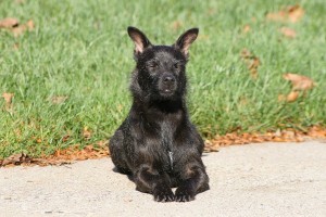 PatterdaleTerrier1of2