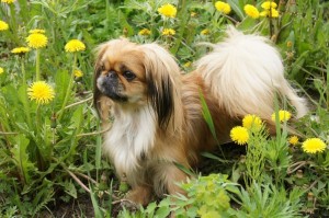 Pekingese2of2