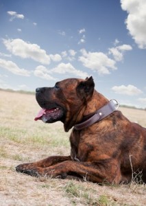PerroDePresaCanario2of2