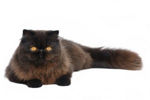 Persian1