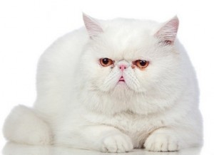 Persian2