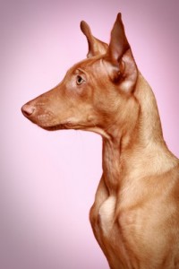 PharohHound2of2