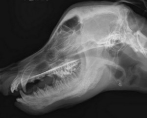 X-ray of a dog with Craniomandibular Osteopathy